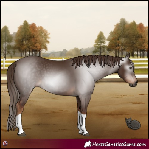 Horse Color:Gray Chestnut Tobiano