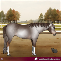 Horse Color:Gray Chestnut Tobiano