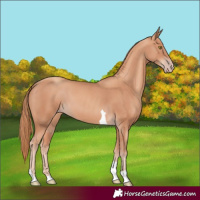 Horse Color:Gold Champagne Tobiano 