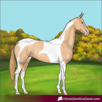 Horse Color:Gold Champagne Tobiano 