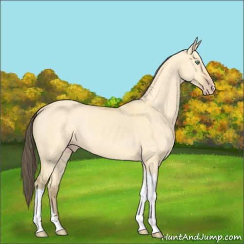 Horse Color:Amber Cream Champagne Dun Tobiano 