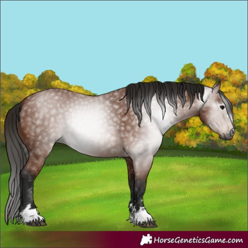 Horse Color:Gray Bay