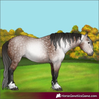 Horse Color:Gray Bay 