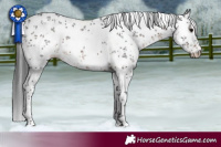 Horse Color:White Spotted Brown Sabino 
