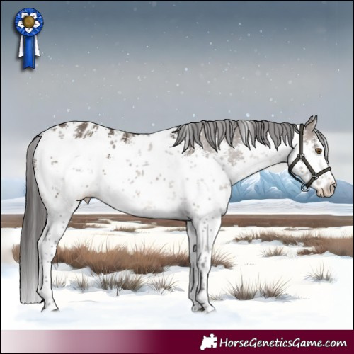 Horse Color:White Spotted Brown Dun Sabino Appaloosa 