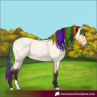 Horse Color:Painted Buckskin Roan Rabicano 