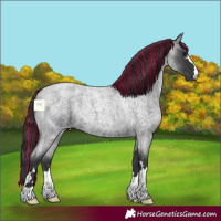 Horse Color:Painted Blue Roan 