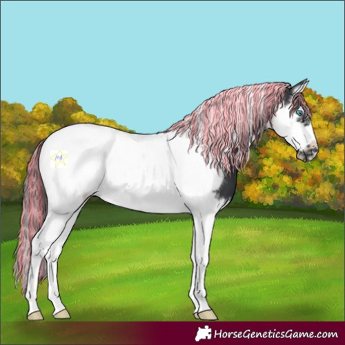 Horse Color:Painted Black Splash Tobiano Frame 