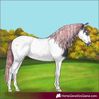 Horse Color:Painted Black Splash Tobiano Frame 
