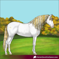 Horse Color:Painted Gold Champagne Tobiano Frame Appaloosa Rabicano 