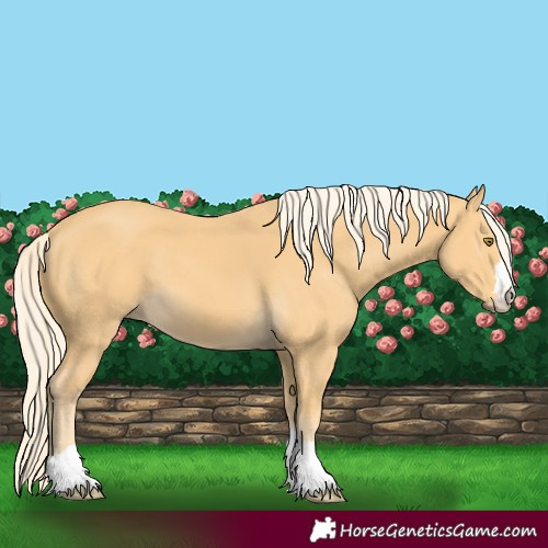 Horse Color:Palomino 
