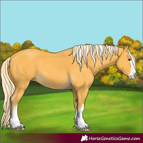 Horse Color:Unknown 