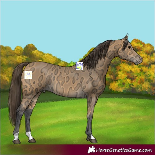 Horse Color:Buckskin Ice Rabicano 