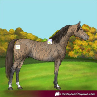 Horse Color:Buckskin Ice Rabicano 