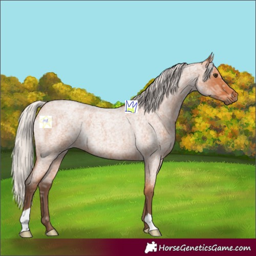 Horse Color:Silver Bay Ice Roan Rabicano 