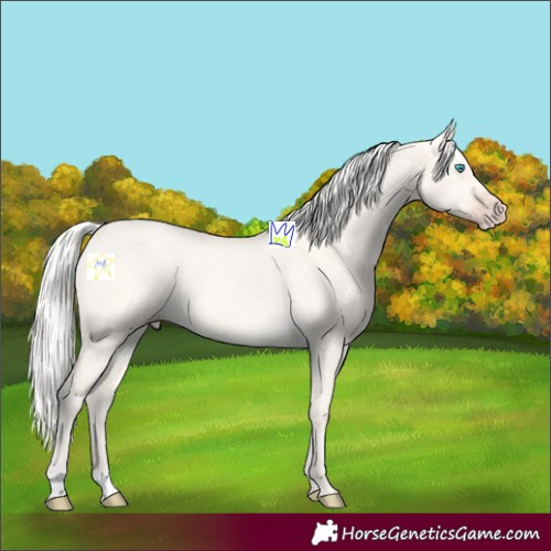 Horse Color:Silver Amber Cream Champagne Dun 