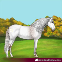 Horse Color:Gray Chestnut Splash