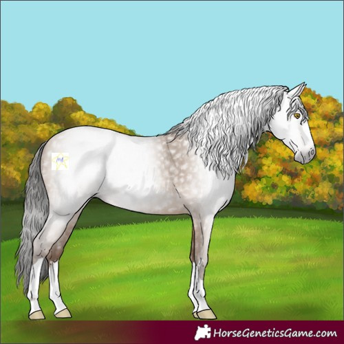 Horse Color:Gray Amber Champagne 