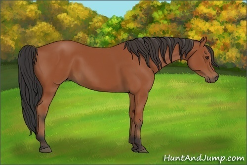 Horse Color:Bay Sabino