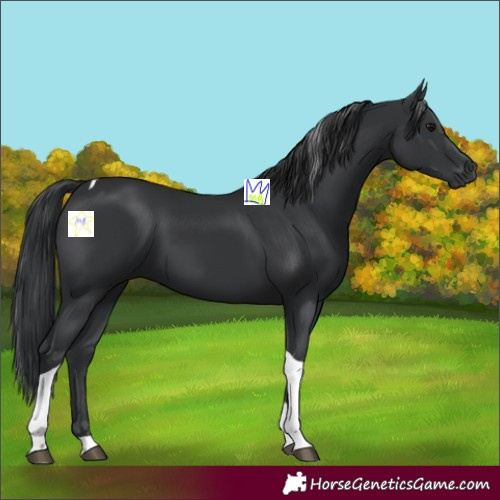 Horse Color:Black Tobiano 