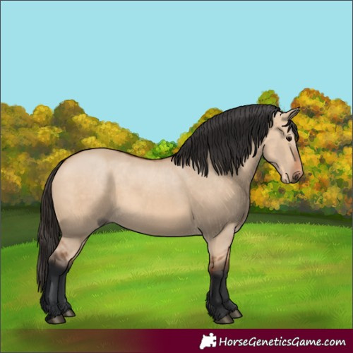 Horse Color:Bay Dun 