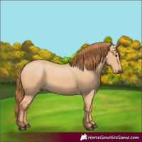 Horse Color:Red Dun 