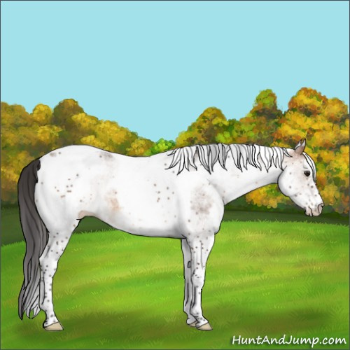 Horse Color:White Spotted Bay Dun Tobiano 