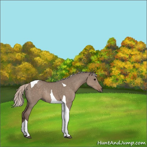 Horse Color:Silver Grullo Tobiano Rabicano 