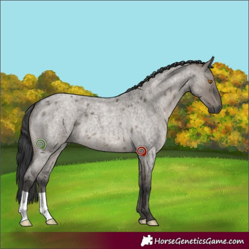 Horse Color:Grullo Roan Brindle 