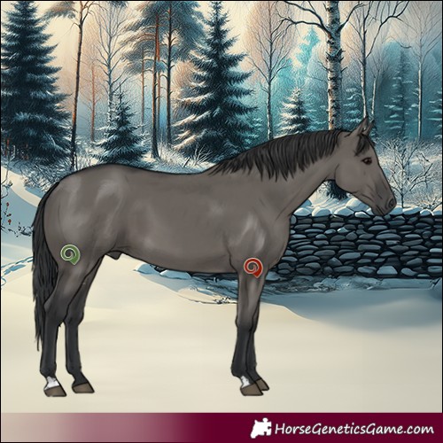 Horse Color:Grullo 