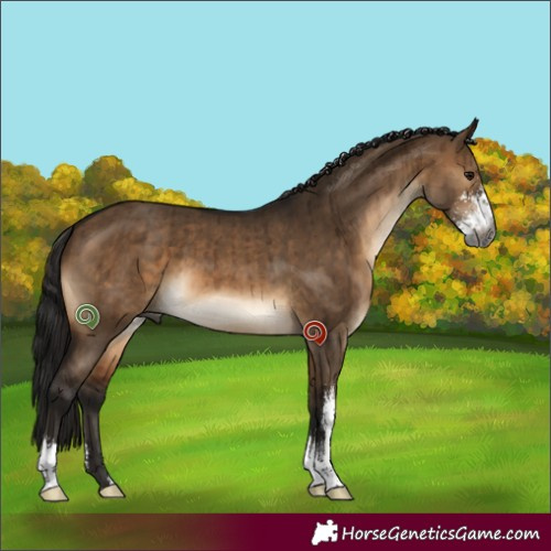 Horse Color:Gray Brown Dun Sabino Brindle 