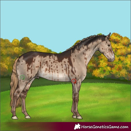 Horse Color:Liver Red Dun Sabino Brindle 