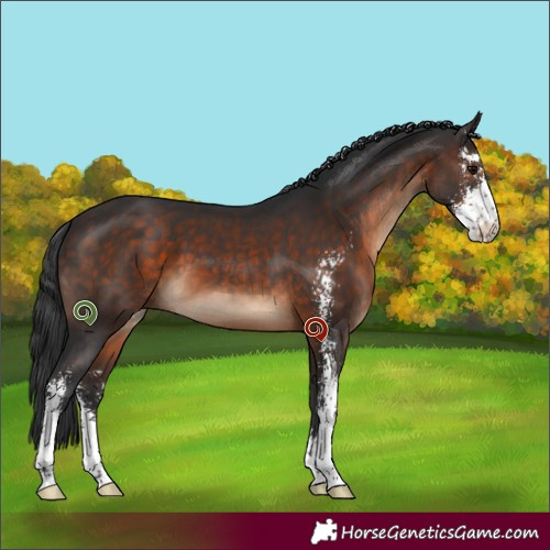 Horse Color:Brown Sabino 