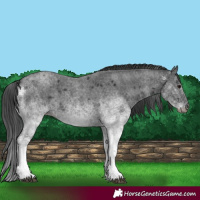 Horse Color:White Spotted Blue Roan 