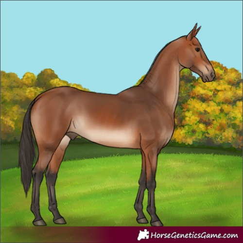Horse Color:Bay 