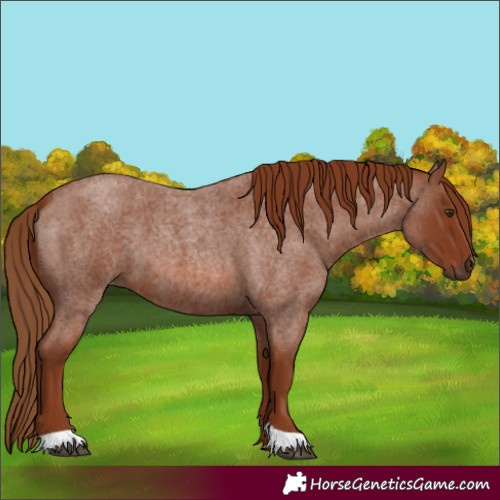 Horse Color:Red Roan 
