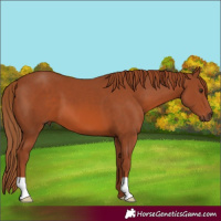 Horse Color:Chestnut 