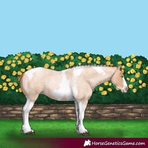 Horse Color:Red Roan Pearl Tobiano Frame 