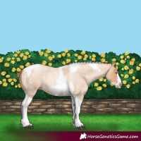 Horse Color:Red Roan Pearl Tobiano Frame 