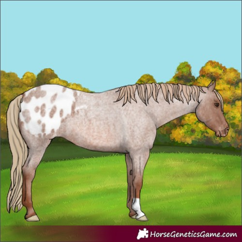 Horse Color:Red Roan Appaloosa 