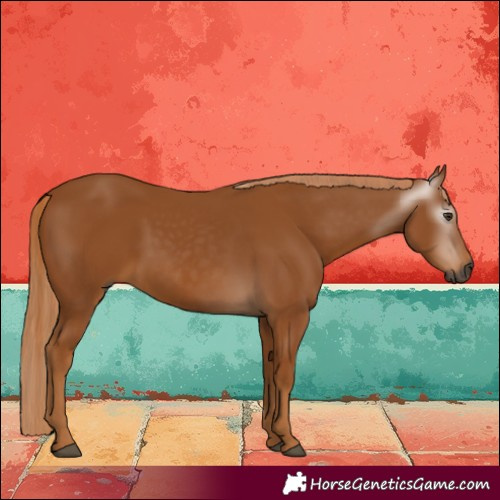 Horse Color:Gray Chestnut 