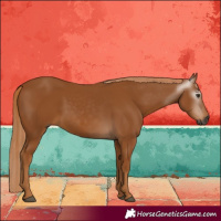 Horse Color:Gray Chestnut 