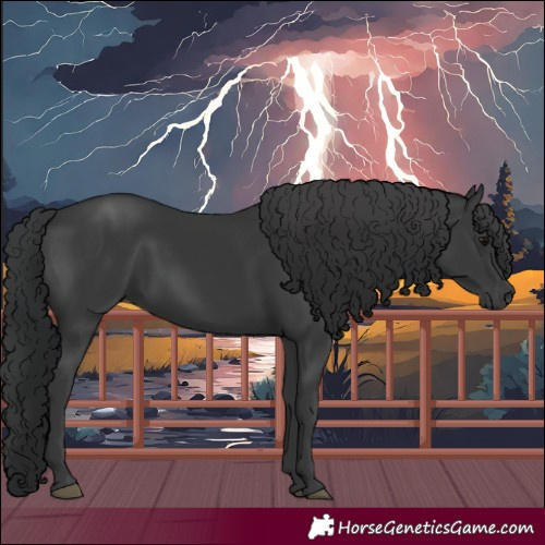 Horse Color:Black 