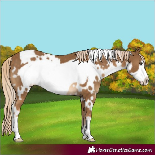 Horse Color:White Spotted Chocolate Palomino Frame 