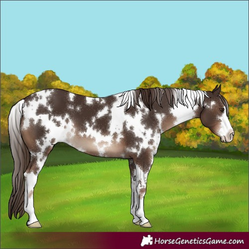 Horse Color:White Spotted Liver Chestnut 