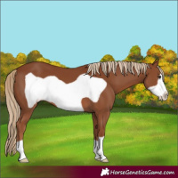 Horse Color:Chestnut Frame