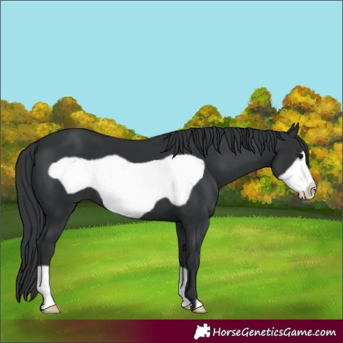 Horse Color:Black Frame 