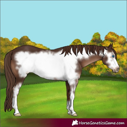 Horse Color:Liver Chestnut Sabino Frame 