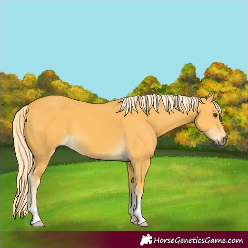 Horse Color:Palomino 