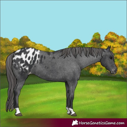 Horse Color:Black Appaloosa 